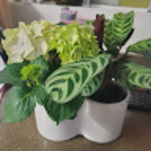 Meet your Posher, Anahi